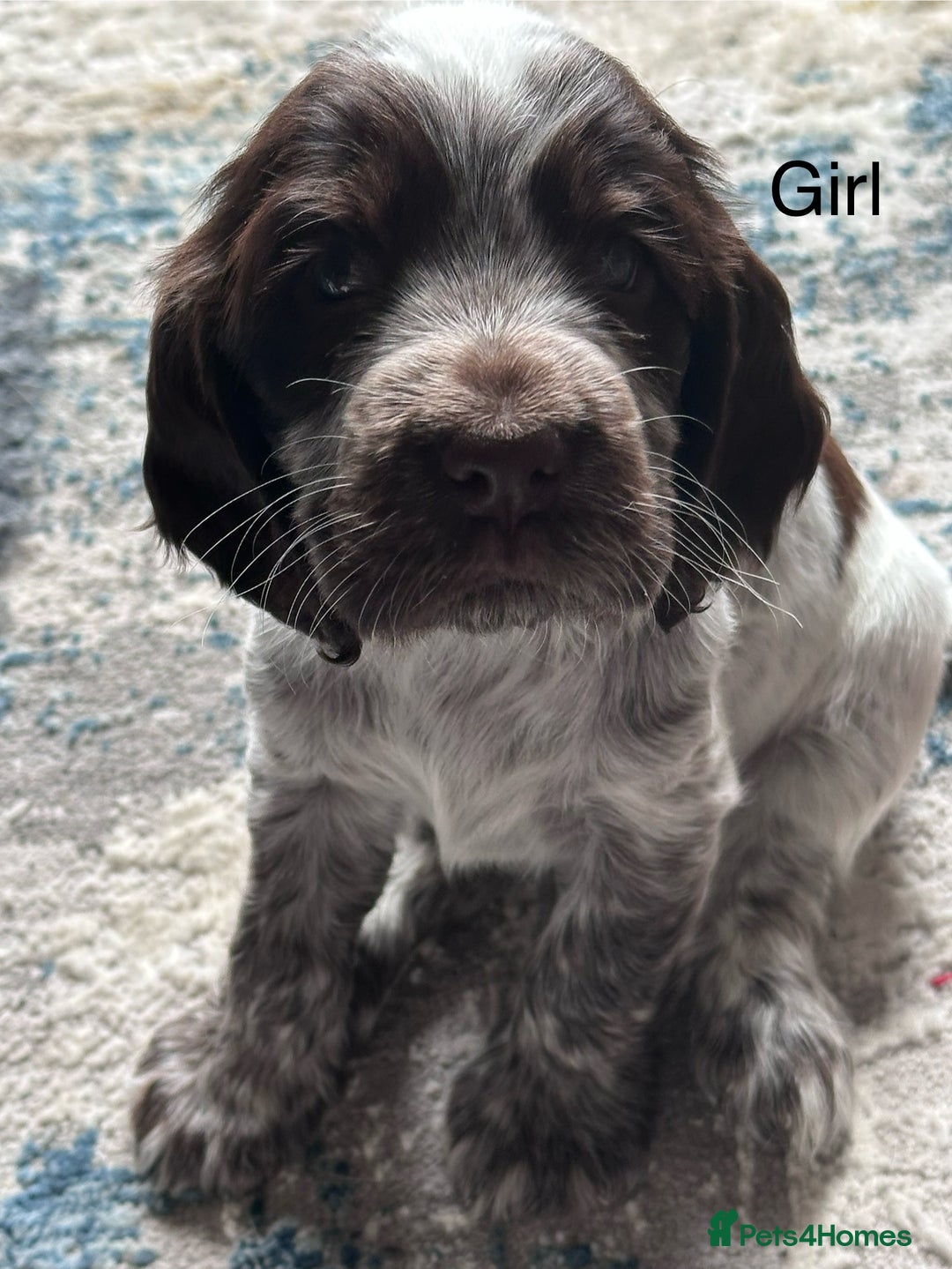Cocker Spaniel dogs for sale: KC Registered Show Cocker Spaniel Puppies  - Image 18