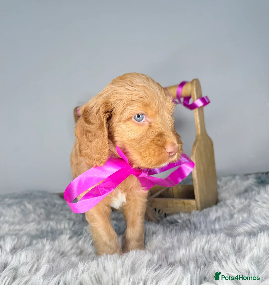 Australian Labradoodle dogs for sale: Australian labradoodle  - Advert 4