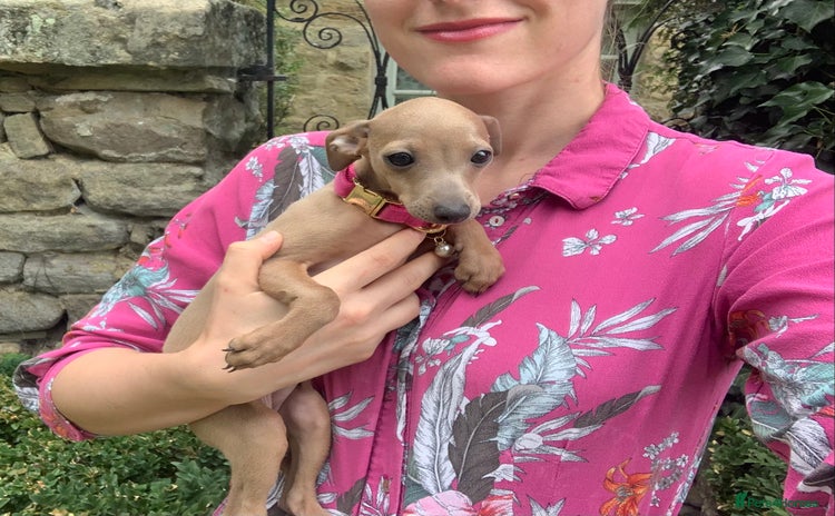 Italian Greyhound dogs - Advert 1