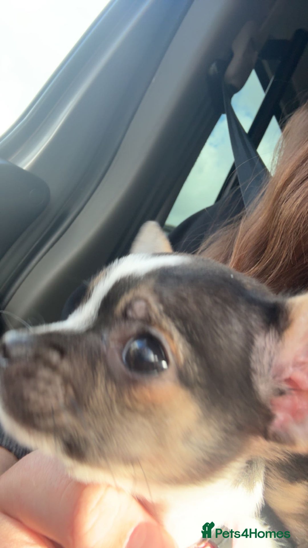 Chihuahua dogs for sale: Ready to leave female chihuahua BOTH vaccines done - Image 19