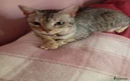 Bengal cats for sale: Silver spotted female Bengal cat  - Image 2
