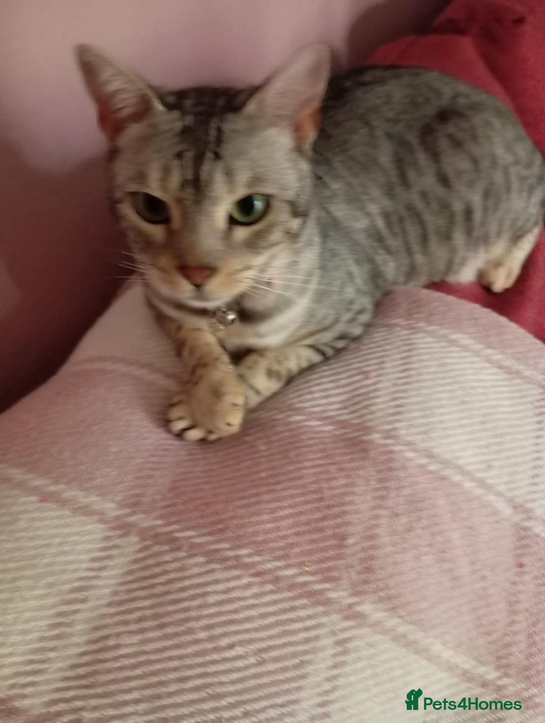 Bengal cats for sale: Silver spotted female Bengal cat  - Image 2