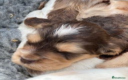 Cocker Spaniel dogs for sale: 🐾Gorgeous Cocker Spaniel Puppies 🐶🐾 - Image 2