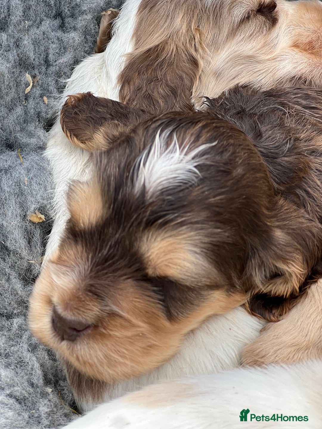 Cocker Spaniel dogs for sale: 🐾Gorgeous Cocker Spaniel Puppies 🐶🐾 - Image 2