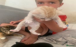 Domestic Shorthair cats for sale: White tabby males  - Image 3