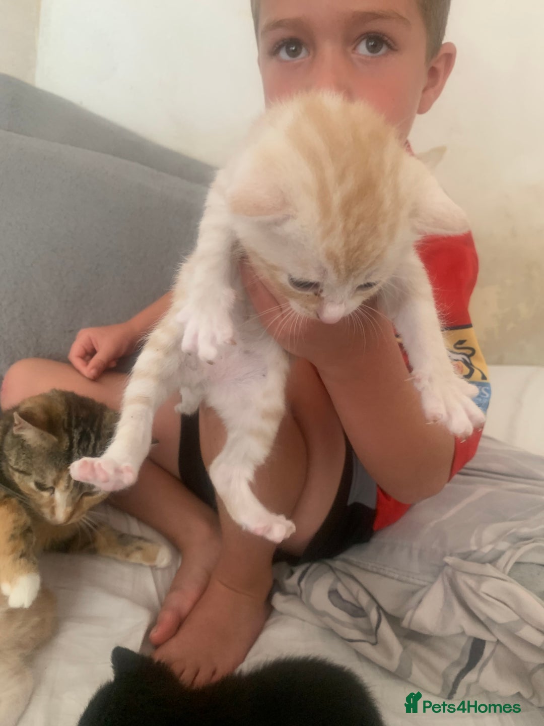 Domestic Shorthair cats for sale: White tabby males  - Image 3