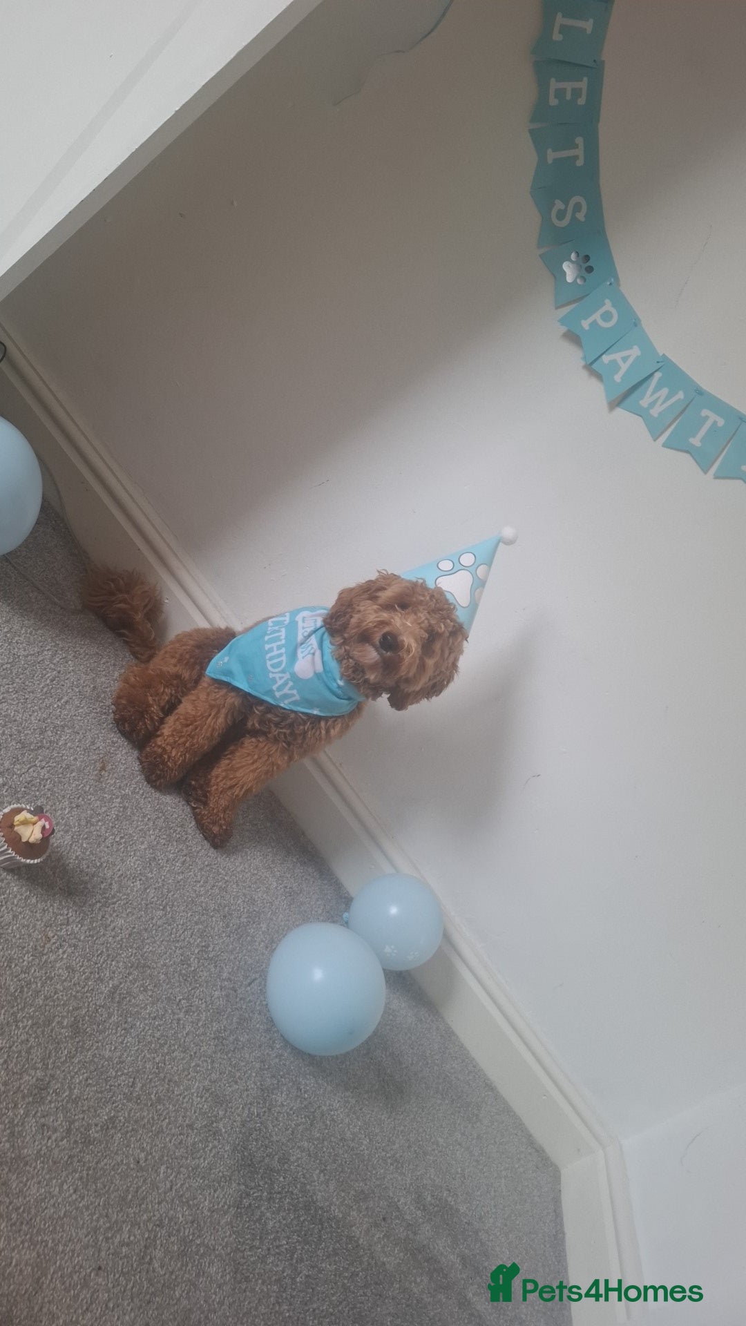 Cockapoo dogs for sale: Male cocapoo  - Advert 1