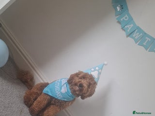 Cockapoo dogs Male cocapoo - Advert 2