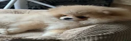 Pomeranian dogs for sale: KC Registered, Teddy bear Pom,Fluffy & Loving  - Advert 20