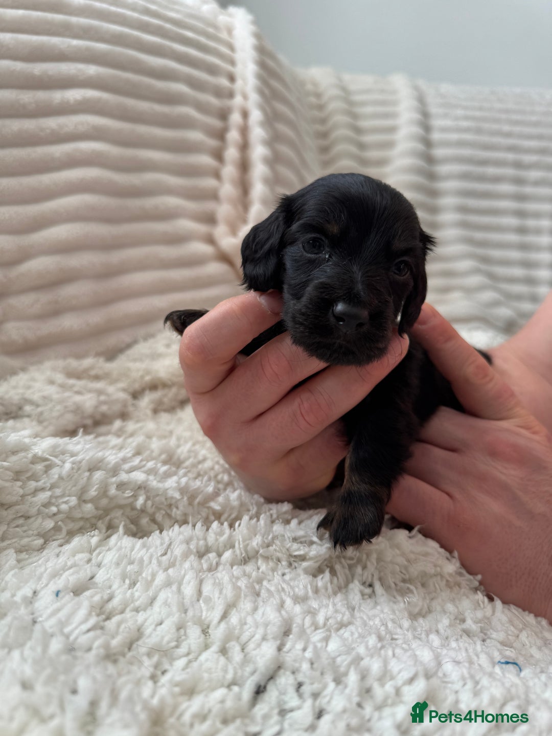 Miniature Dachshund dogs for sale: 8 Adorable miniature dachshund puppies - Advert 11