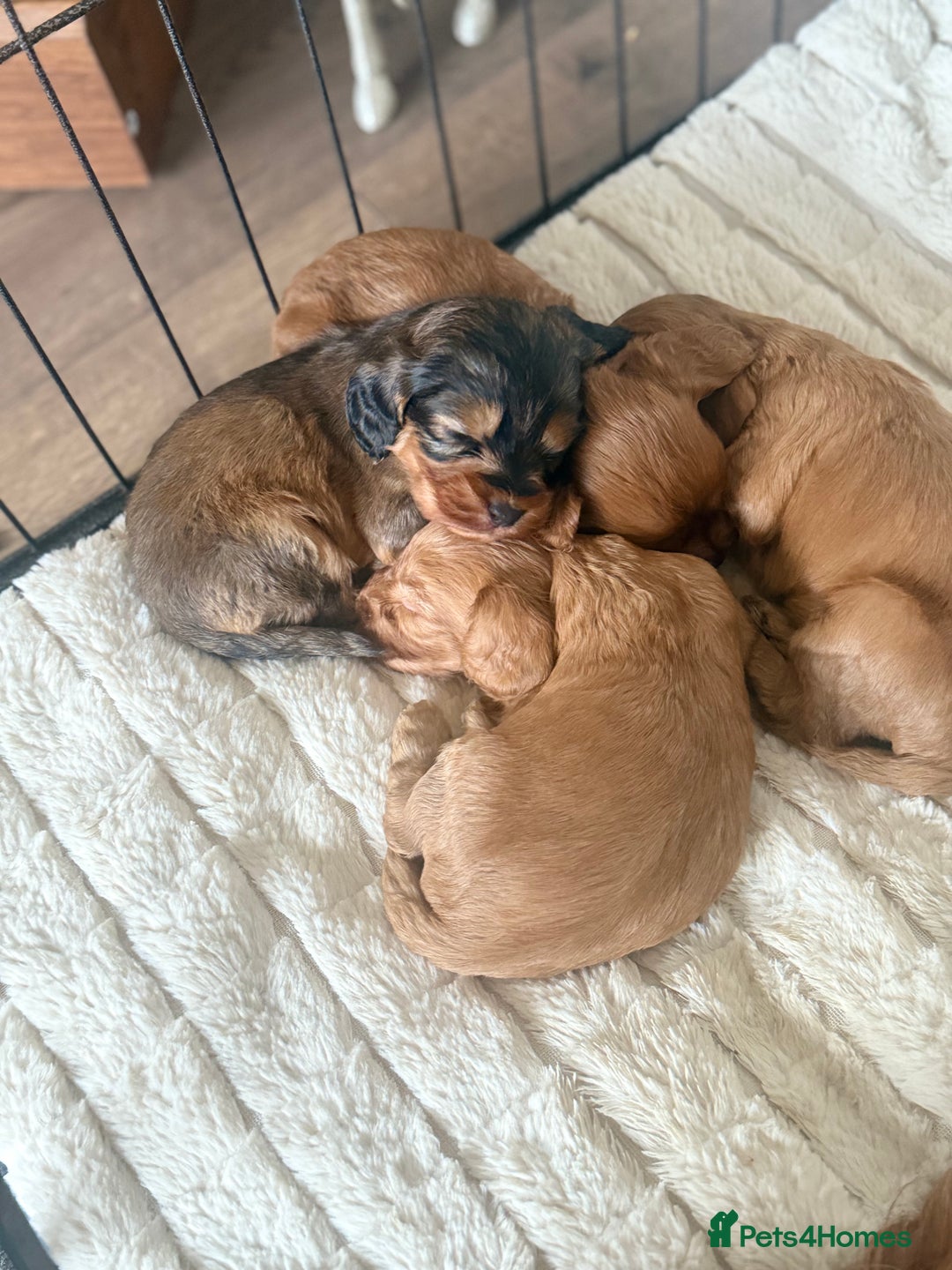 Cockapoo dogs for sale: Cockapoo F1B STUNNING COLOURS 4 available - Advert 25