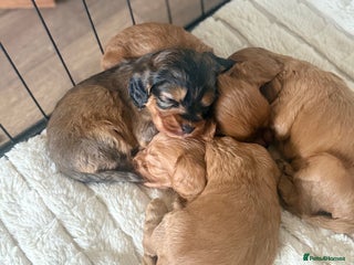 Cockapoo dogs Cockapoo F1B STUNNING COLOURS 4 available - Advert 1