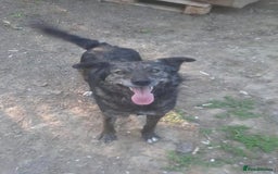 Mixed Breed dogs for adoption: 🐾🐾🐾 BUZZY🐾🐾🐾-SWEET CUTE BOY FOR ADOPTION🐾🐾 - Image 1
