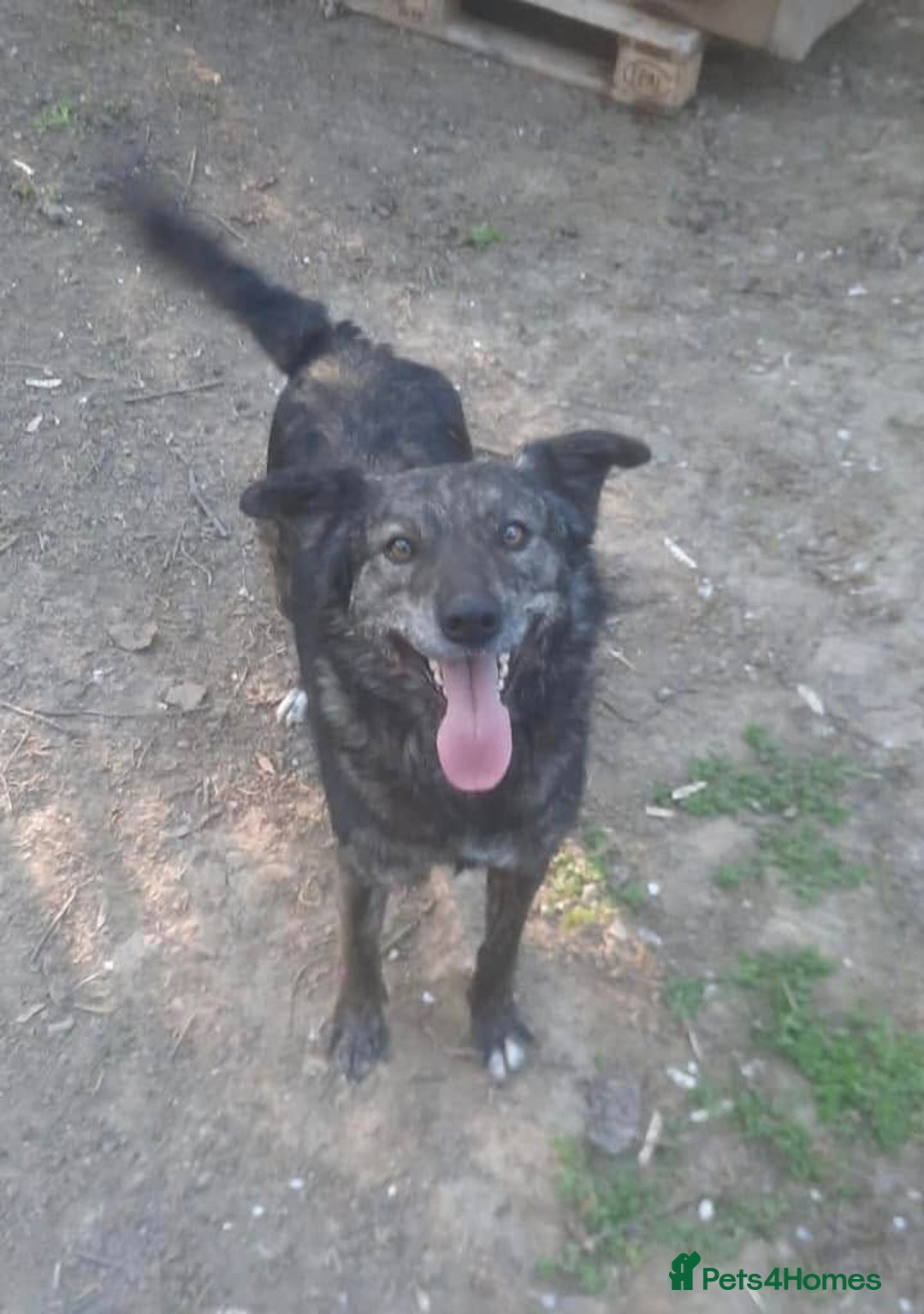 Mixed Breed dogs for adoption: 🐾🐾🐾 BUZZY🐾🐾🐾-SWEET CUTE BOY FOR ADOPTION🐾🐾 - Image 1