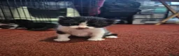 Mixed Breed cats for sale: Kittens for sale  - Advert 4