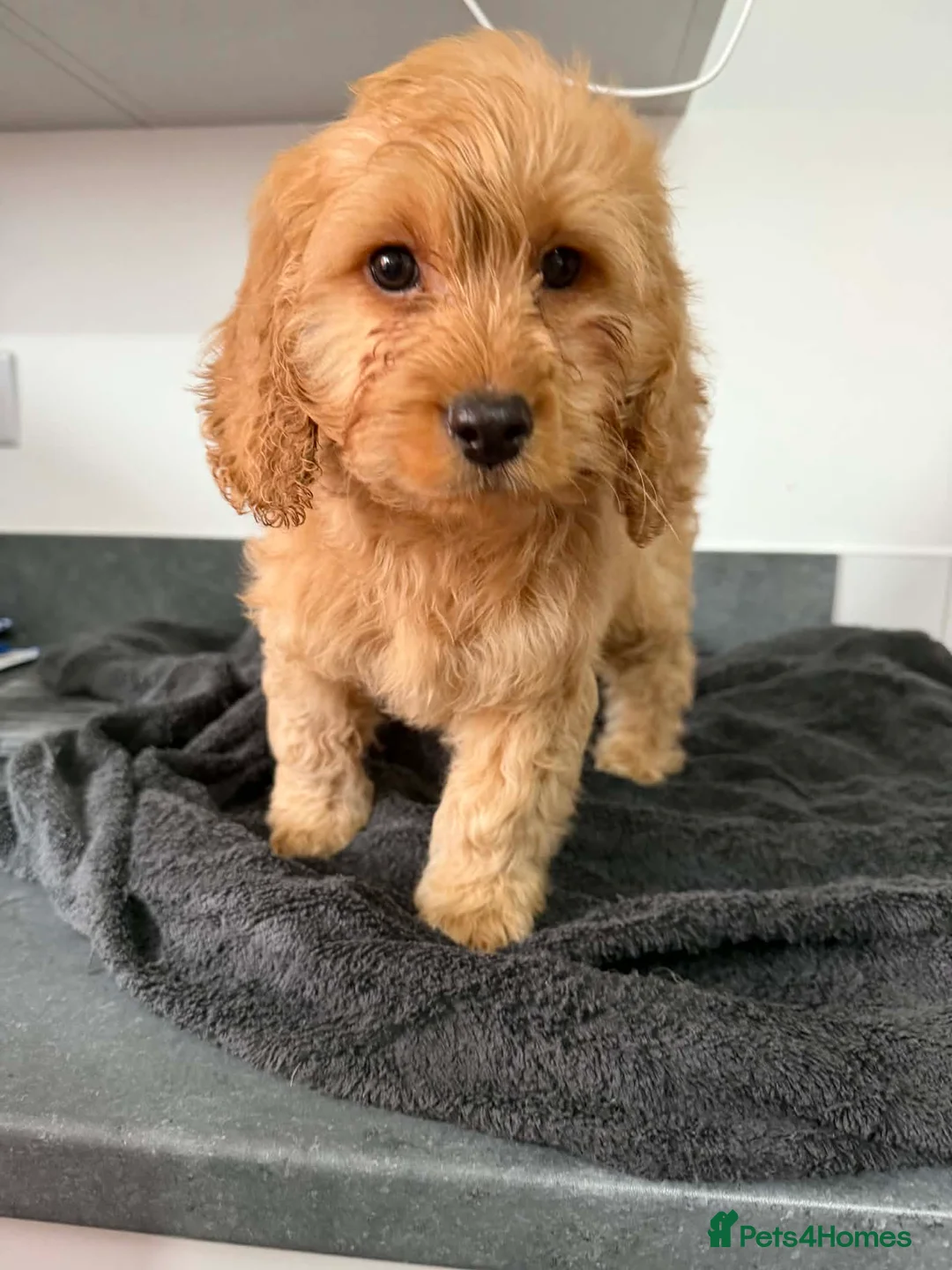 Cavapoo dogs for sale: Cavapoo puppies ready to leave  - Advert 1