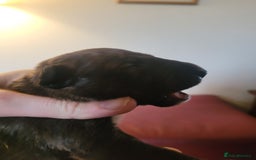 English Bull Terrier dogs for sale: ENGLISH BULL TERRIER,LITTER DUE 8TH OCTOBER  - Image 27