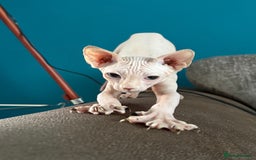 Sphynx cats for sale: Hairless kittens sphinx - Image 13