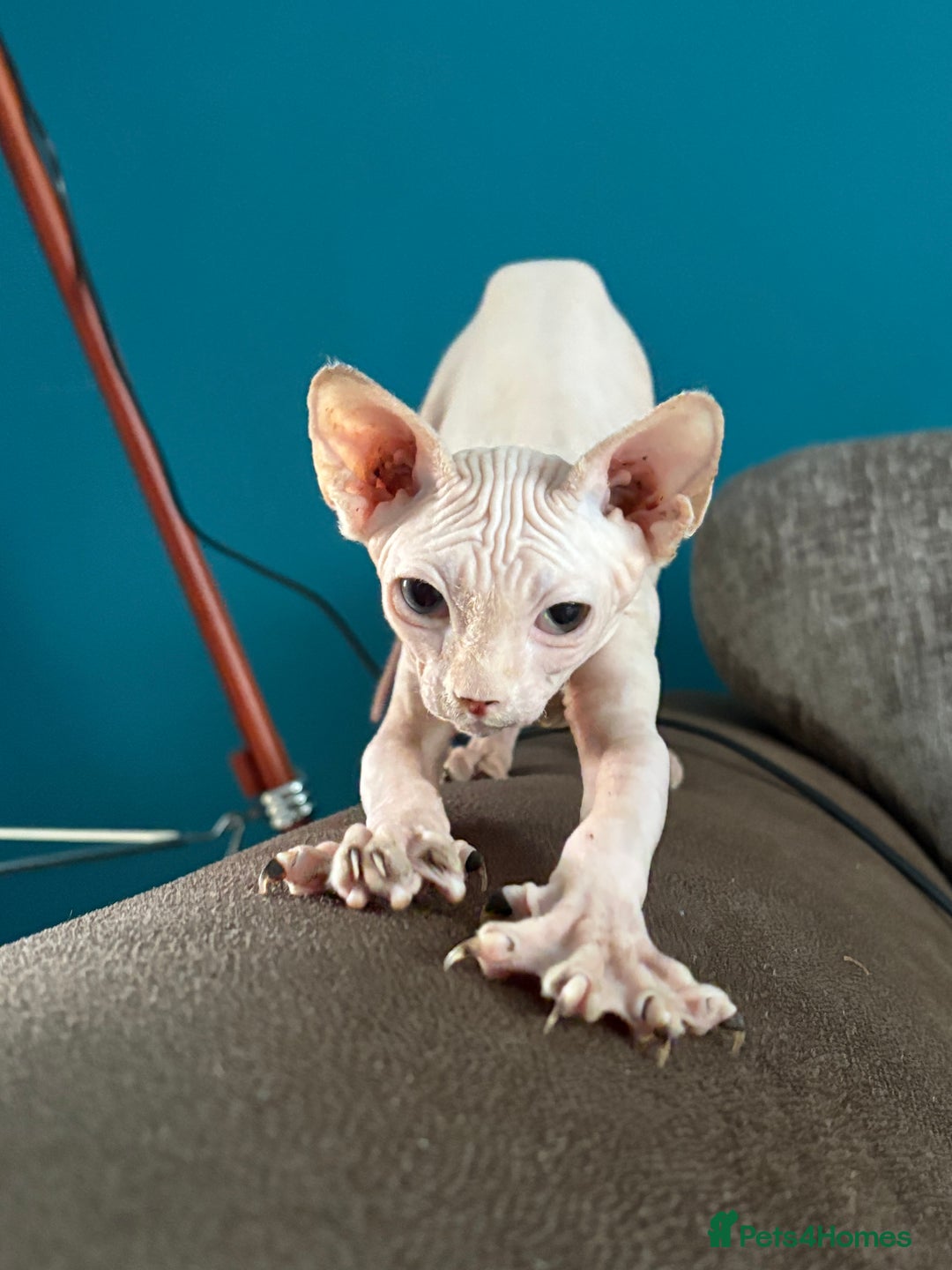 Sphynx cats for sale: Hairless kittens sphinx - Image 13