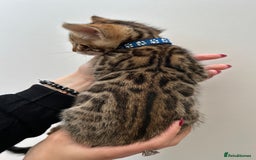 Bengal cats for sale: GORGEOUS PURE BENGAL KITTENS READY TO GO ❤️ - Image 20