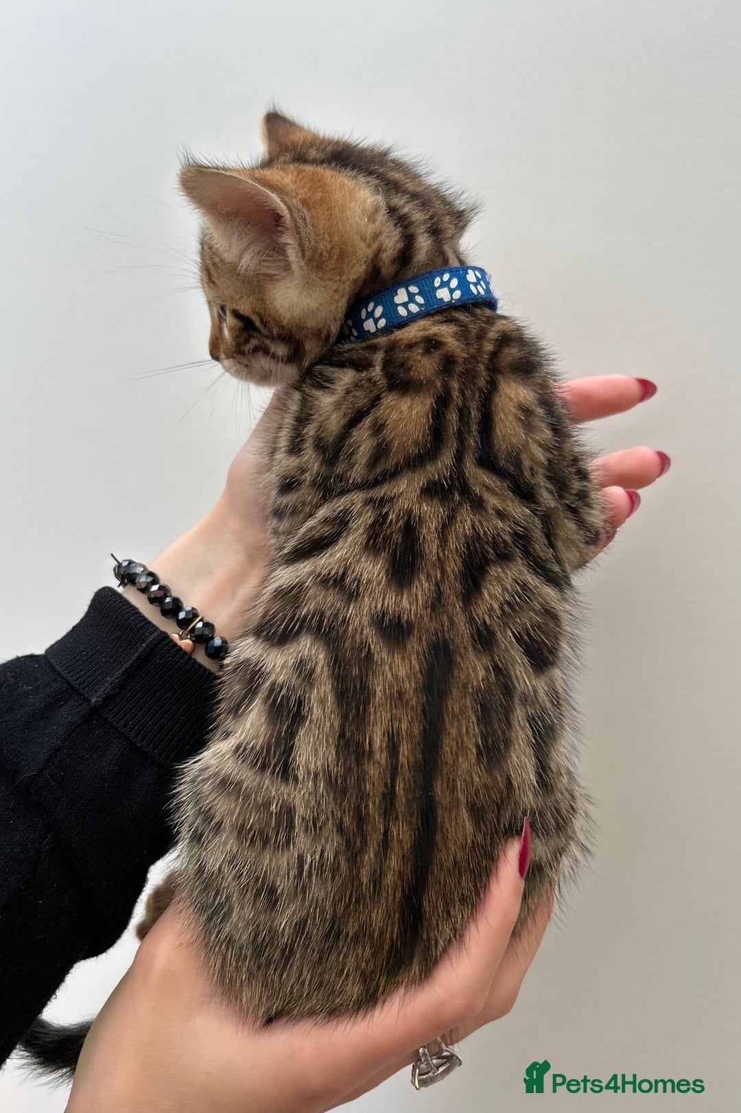 Bengal cats for sale: GORGEOUS PURE BENGAL KITTENS READY TO GO ❤️ - Image 20