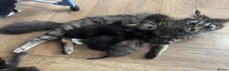 Mixed Breed cats for sale: 1 male kitten  in Clevedon - Advert 4