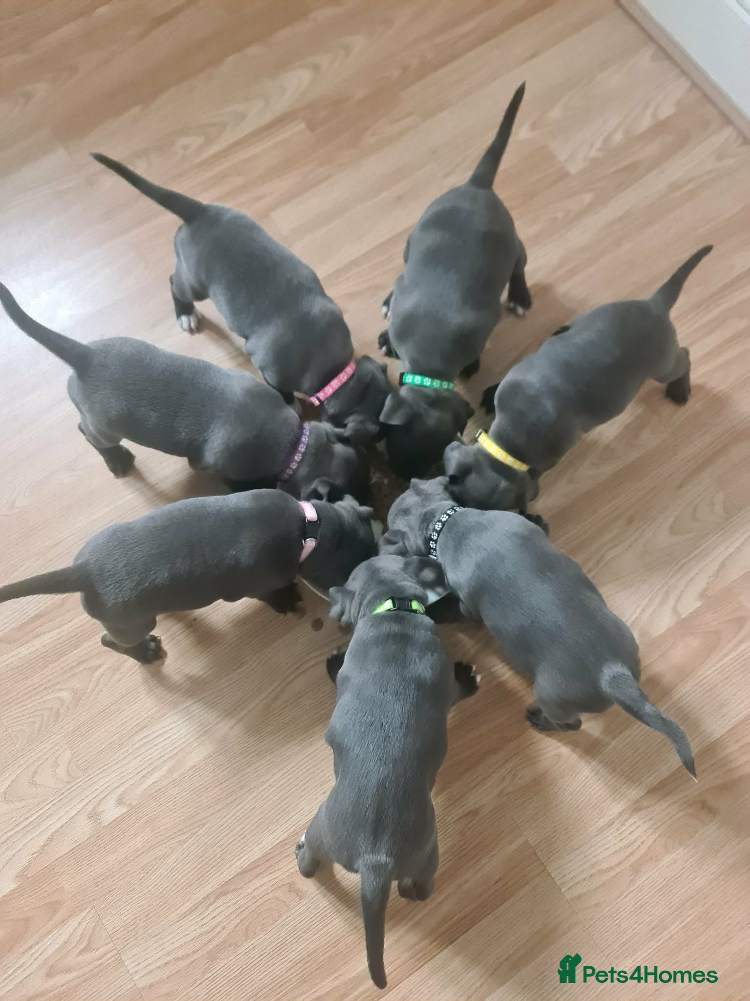 Staffordshire Bull Terrier dogs 5 available!! KC Staffordshire Bull Terrier . - Advert 1