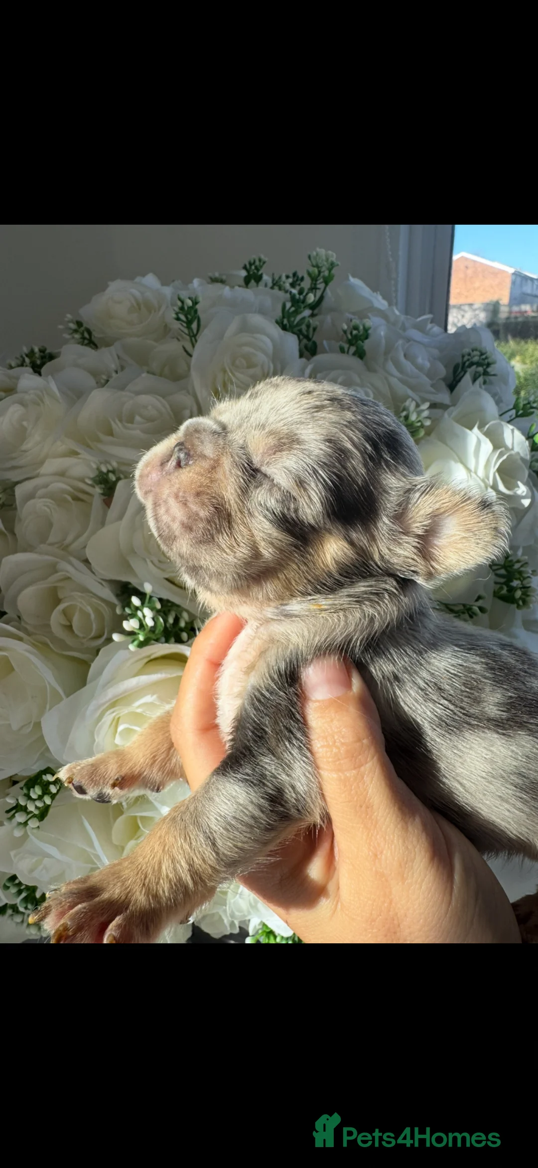 French Bulldog dogs for sale: Fluffy frenchies   - Advert 2