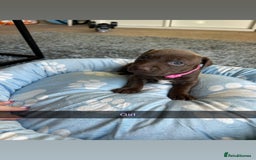 Staffordshire Bull Terrier dogs for sale: 9 Beautiful staffy X pups  - Image 12