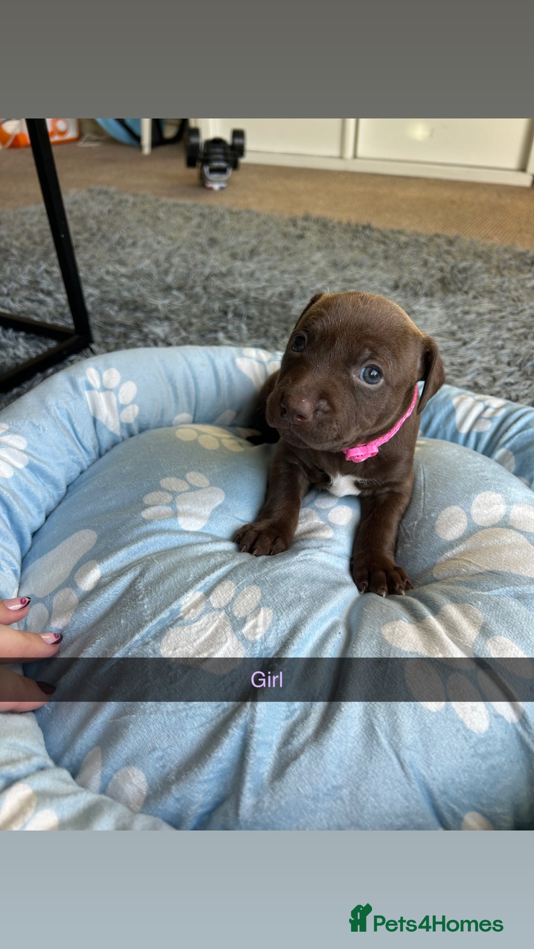 Staffordshire Bull Terrier dogs for sale: 9 Beautiful staffy X pups  - Image 12