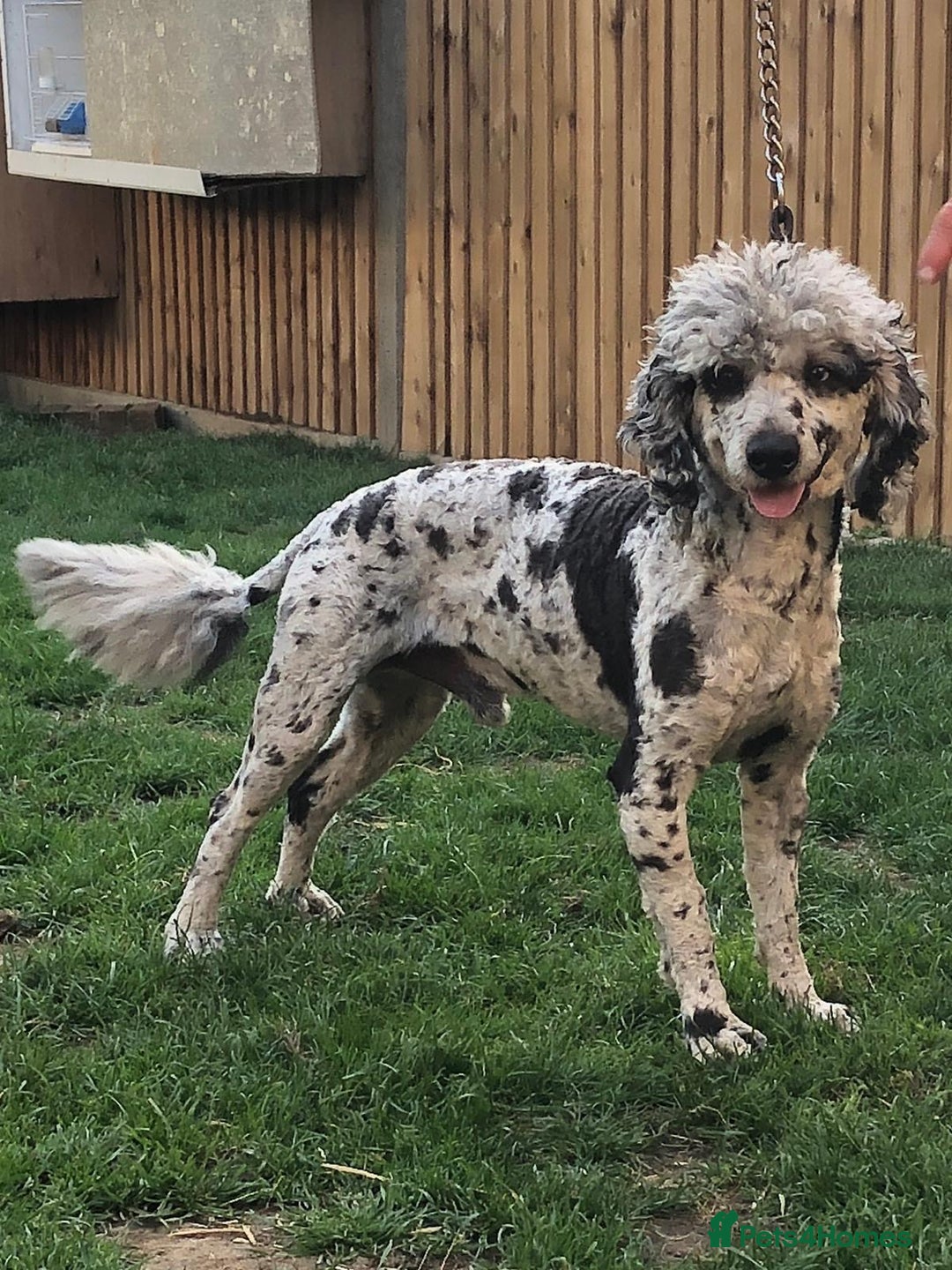 Cockapoo dogs for sale: 🐾Stunning blue merle Cockapoo Girl Puppy🐾 - Image 8