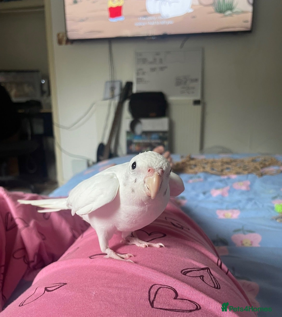 Cockatiels birds for sale: Make cockatiel (1yr old ish)  - Advert 1