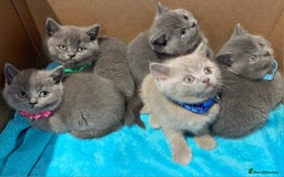 British Shorthair cats for sale: Full Pedigree stunning British Shorthair kittens  - Image 1