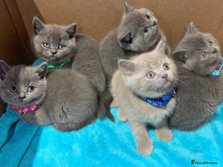 British Shorthair cats for sale - Advert 1