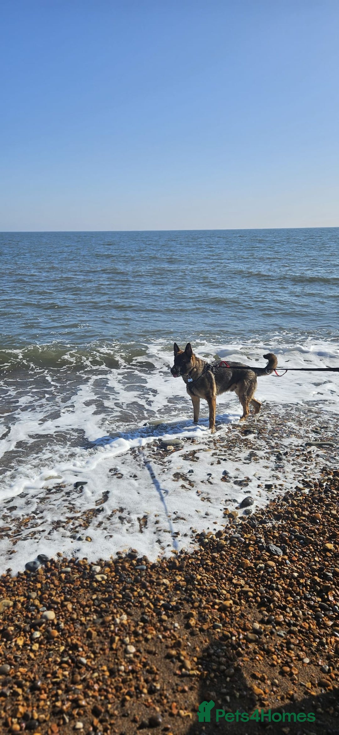 German Shepherd dogs for sale: 1 year old male german shepherd - Image 5