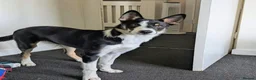 Border Collie dogs for sale: Border collie looking for forever home  in Livingston - Advert 4