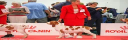 Bracco Italiano dogs for sale: ⭐️⭐️TOP BREEDER 2021,22,23,24,25⭐️⭐️ - Advert 9