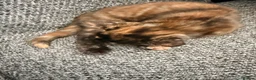 Domestic Shorthair cats for sale: Two lovely kittens looking for their forever homes - Advert 4