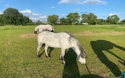 Welsh Section A horses for sale: Welsh a mare - Image 9