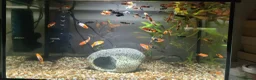 Swordtails fish for sale: Koi Swordfish and Lyretail Mollies  - Advert 2