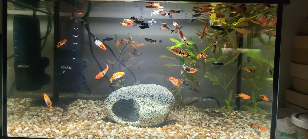 Swordtails fish for sale: Koi Swordfish and Lyretail Mollies  - Advert 2