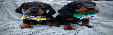 Dachshund 1