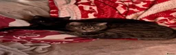 Mixed Breed cats for sale: 2 cats needing new home - Advert 3