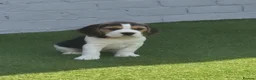 Beagle dogs for sale: Kc registered champion show line beagle puppies  - Advert 5