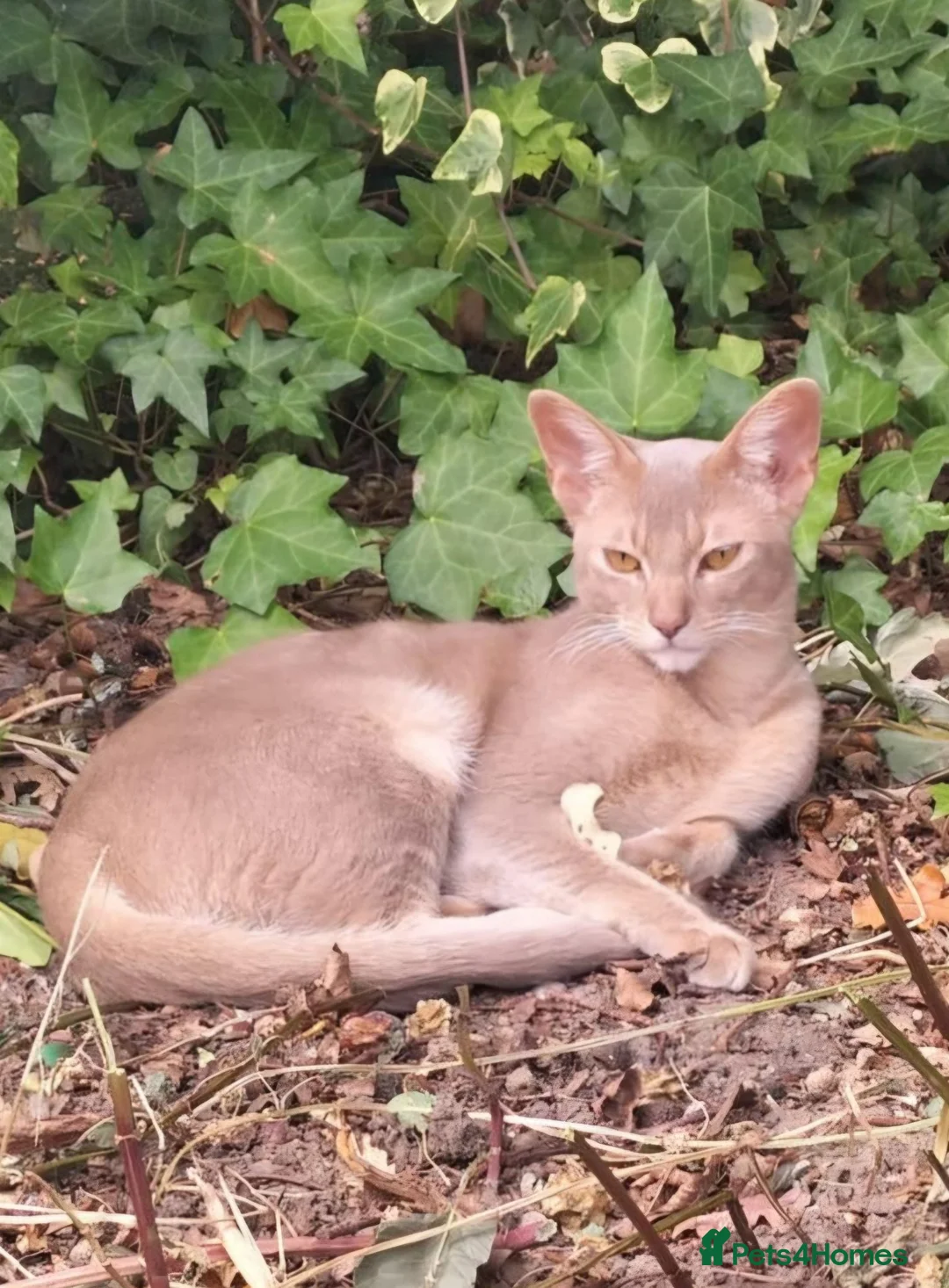 Mixed Breed cats for sale: Abyssinian x kittens looking for their new homes - Advert 2