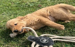 Golden Retriever dogs for sale: Beautiful KC Golden Retriever Puppies - Image 5