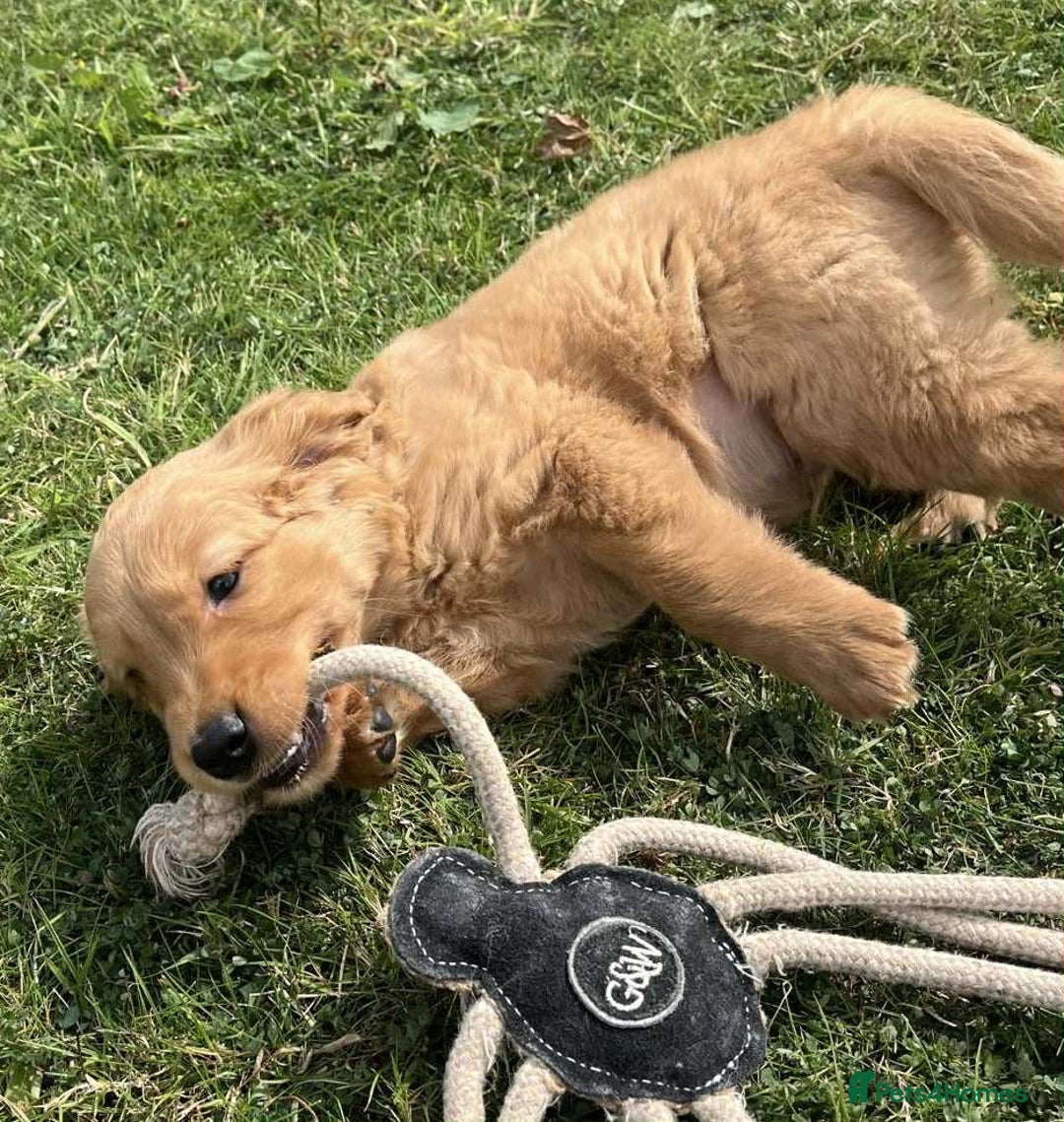 Golden Retriever dogs for sale: Beautiful KC Golden Retriever Puppies - Image 5