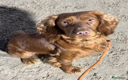 Cocker Spaniel dogs for stud: *Goofy* Standing at STUD only in Barnsley - Image 5