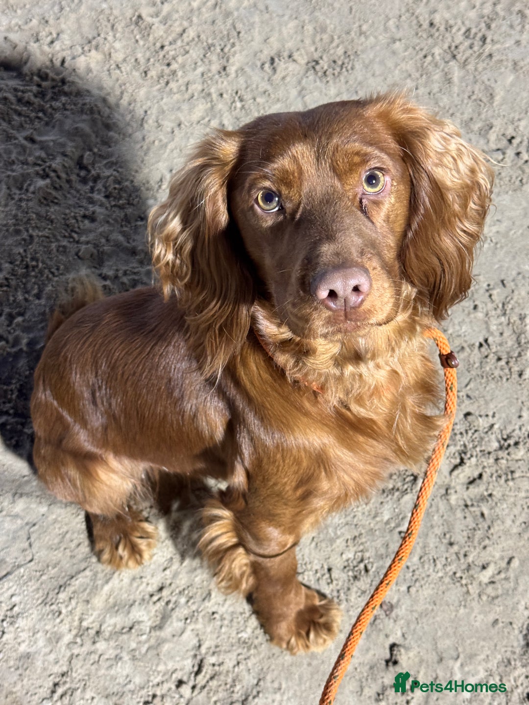 Cocker Spaniel dogs for stud: *Goofy* Standing at STUD only in Barnsley - Image 5