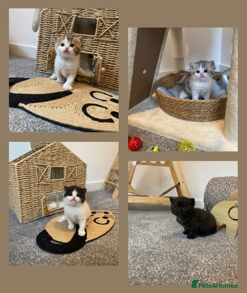 British Shorthair cats ✨ Stunning British Shorthair Kittens ✨ - Advert 4